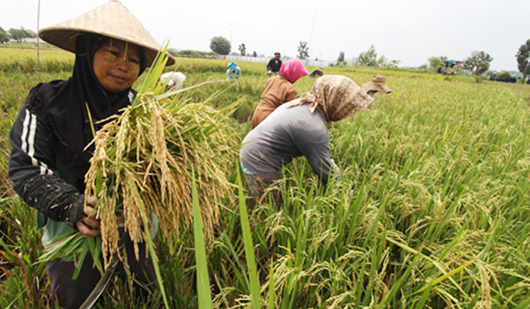 Detail Gambar Ibu Petani Nomer 21