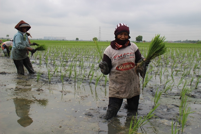 Detail Gambar Ibu Petani Nomer 26