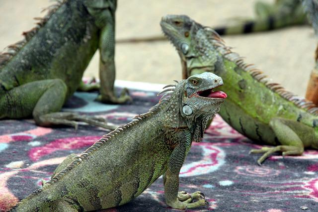 Detail Gambar Iguana Dan Bunglon Nomer 17