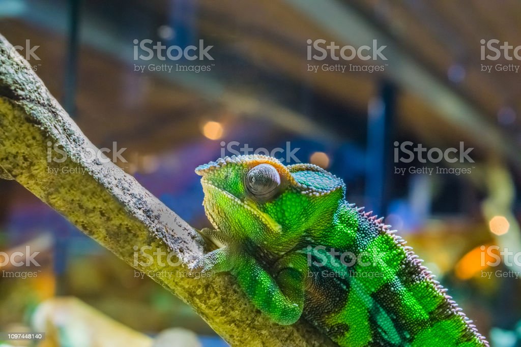 Detail Gambar Iguana Dan Bunglon Nomer 56
