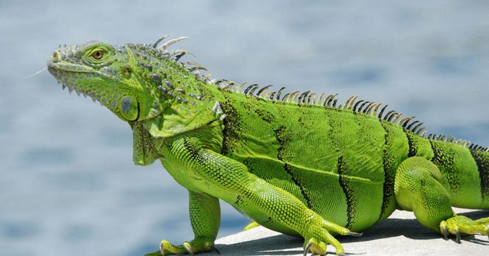 Gambar Iguana Hijau - KibrisPDR