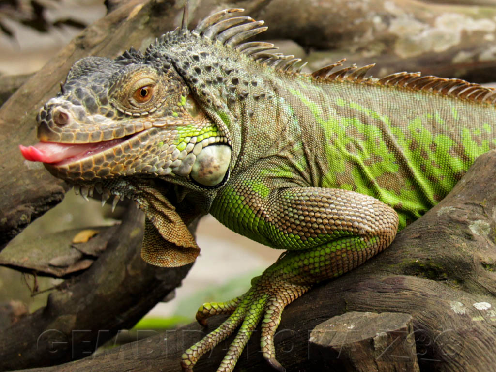 Detail Gambar Iguana Hijau Nomer 9