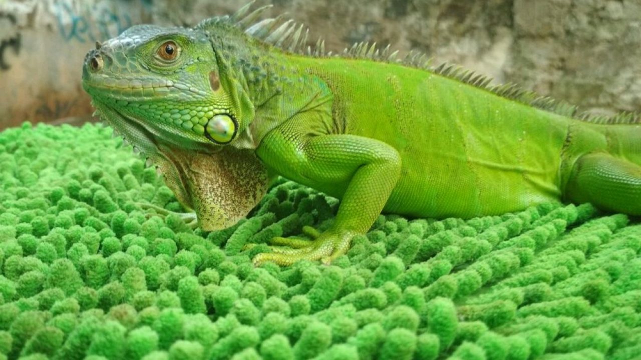 Detail Gambar Iguana Hijau Nomer 12