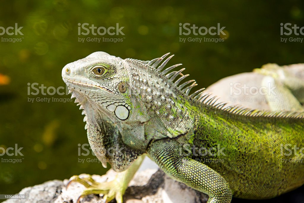 Detail Gambar Iguana Hijau Nomer 20