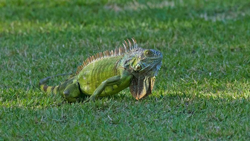 Detail Gambar Iguana Hijau Nomer 24