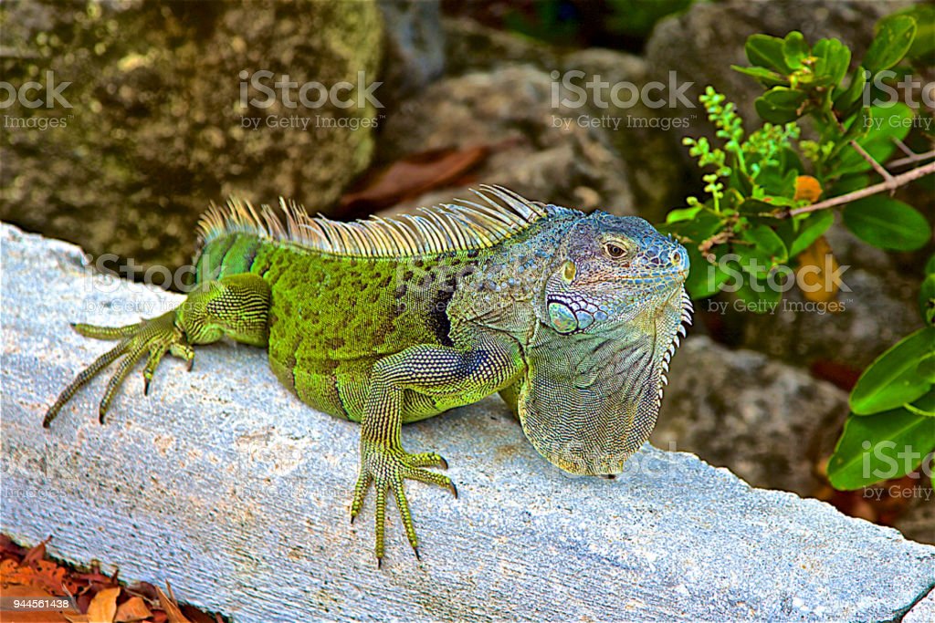 Detail Gambar Iguana Hijau Nomer 25