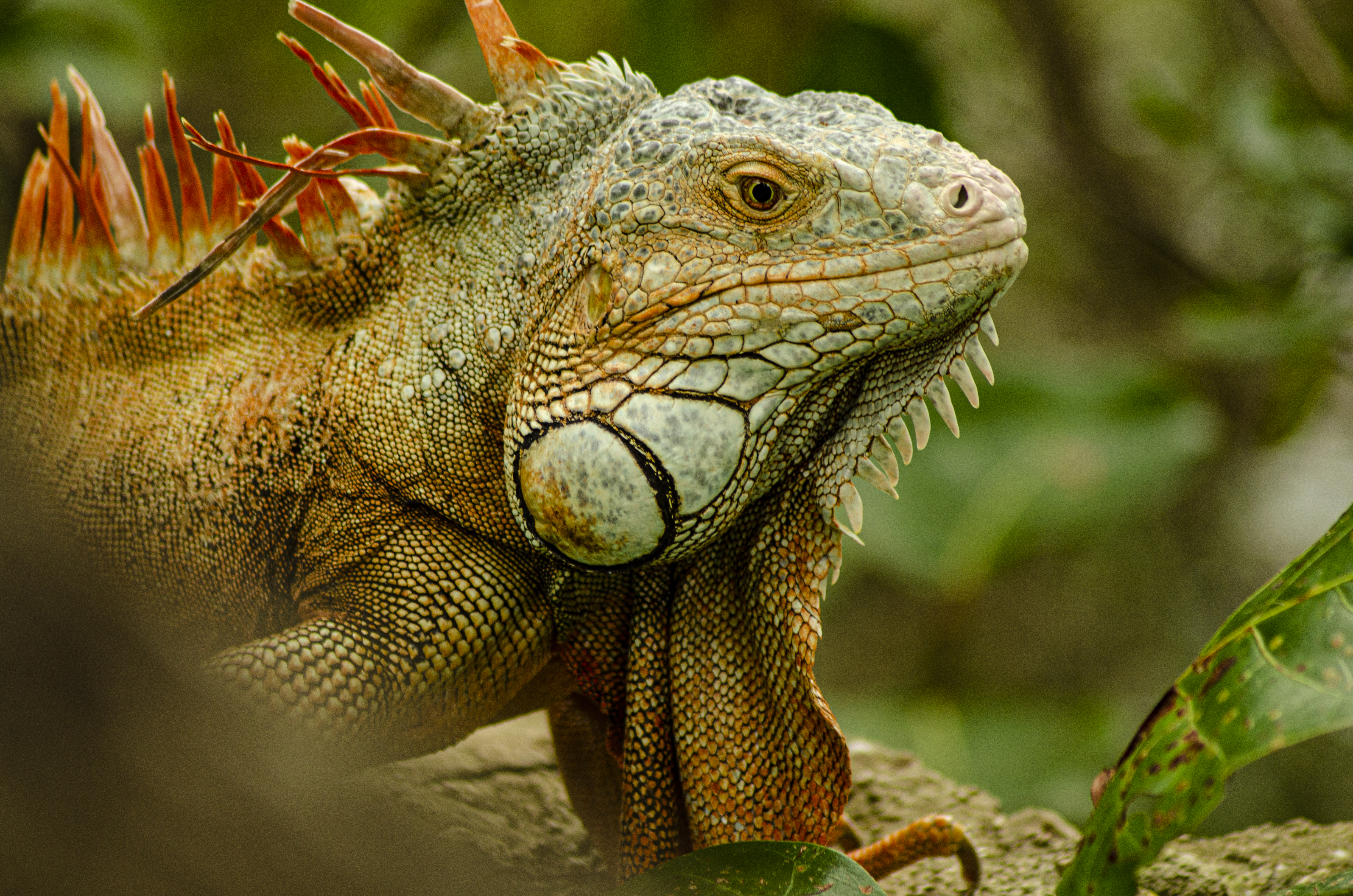 Detail Gambar Iguana Hijau Nomer 26