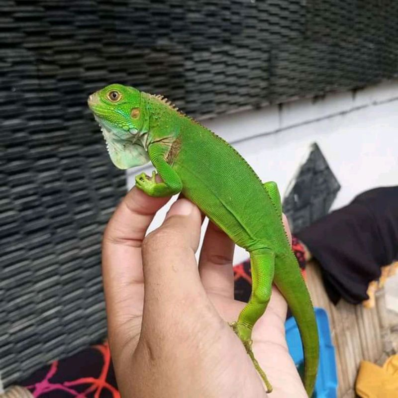 Detail Gambar Iguana Hijau Nomer 27