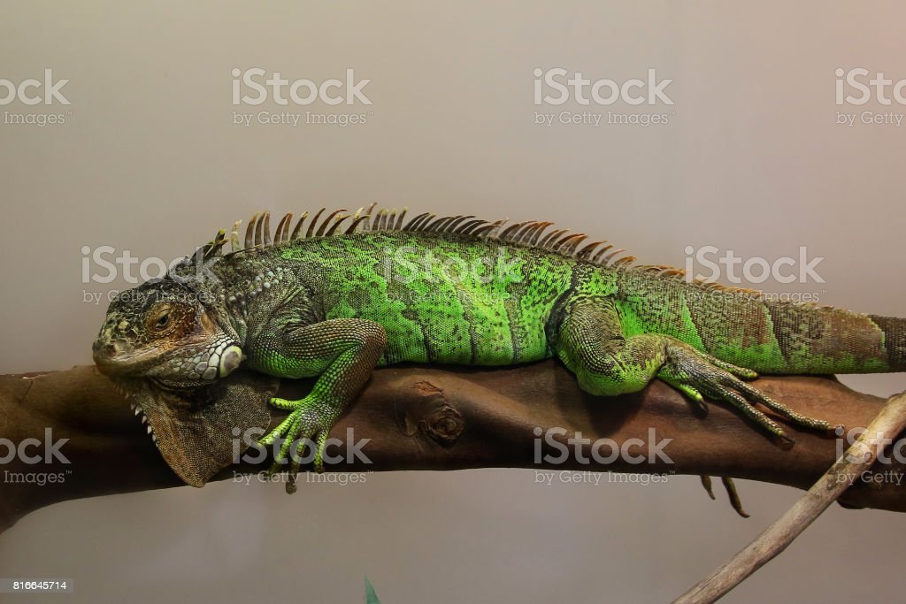 Detail Gambar Iguana Hijau Nomer 29