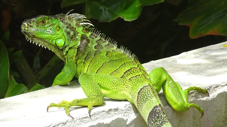 Detail Gambar Iguana Hijau Nomer 33