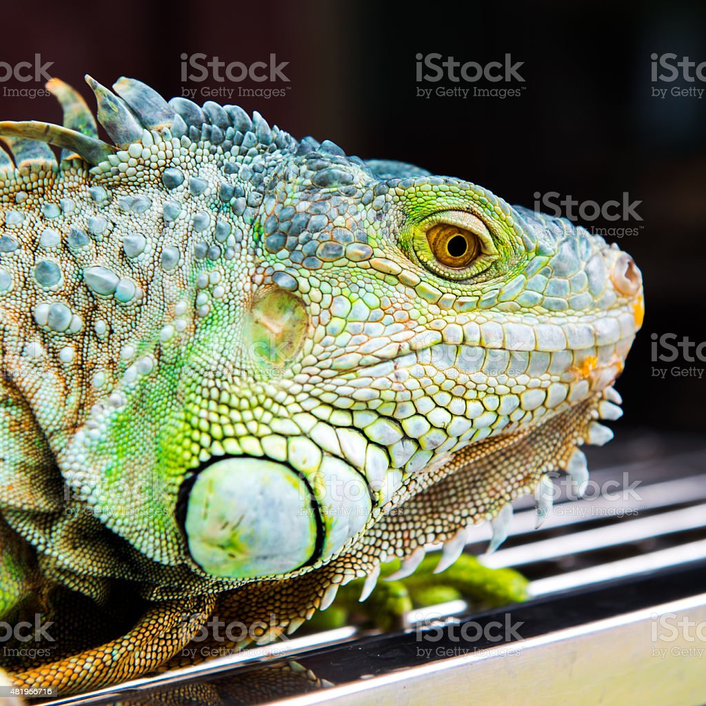 Detail Gambar Iguana Hijau Nomer 35