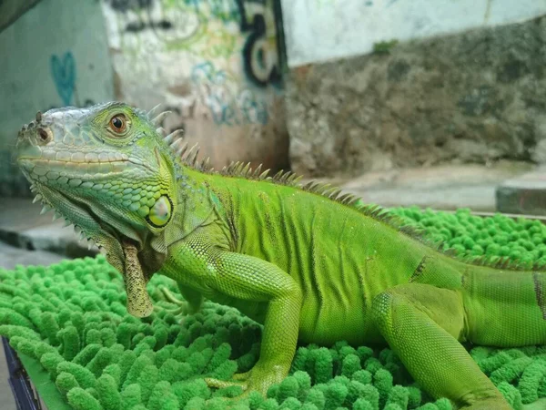 Detail Gambar Iguana Hijau Nomer 36