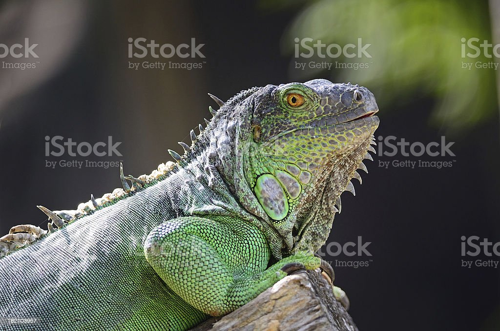 Detail Gambar Iguana Hijau Nomer 39