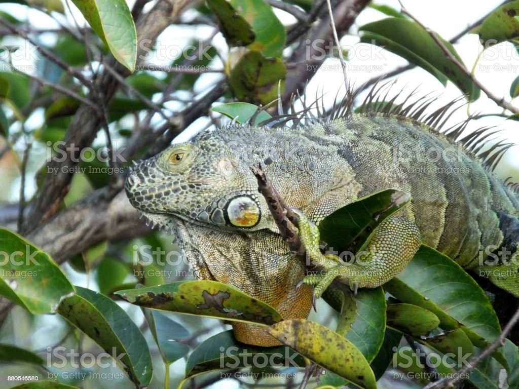 Detail Gambar Iguana Hijau Nomer 42