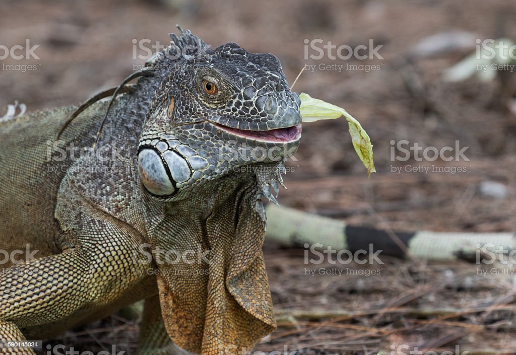 Detail Gambar Iguana Hijau Nomer 43