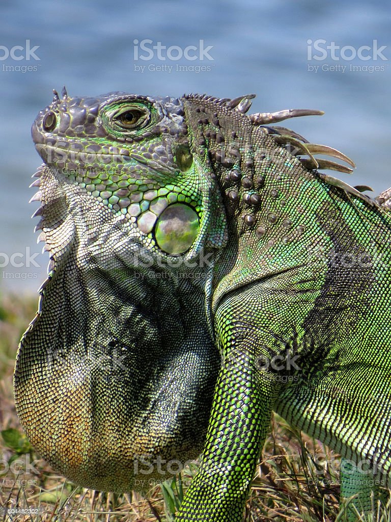 Detail Gambar Iguana Hijau Nomer 46