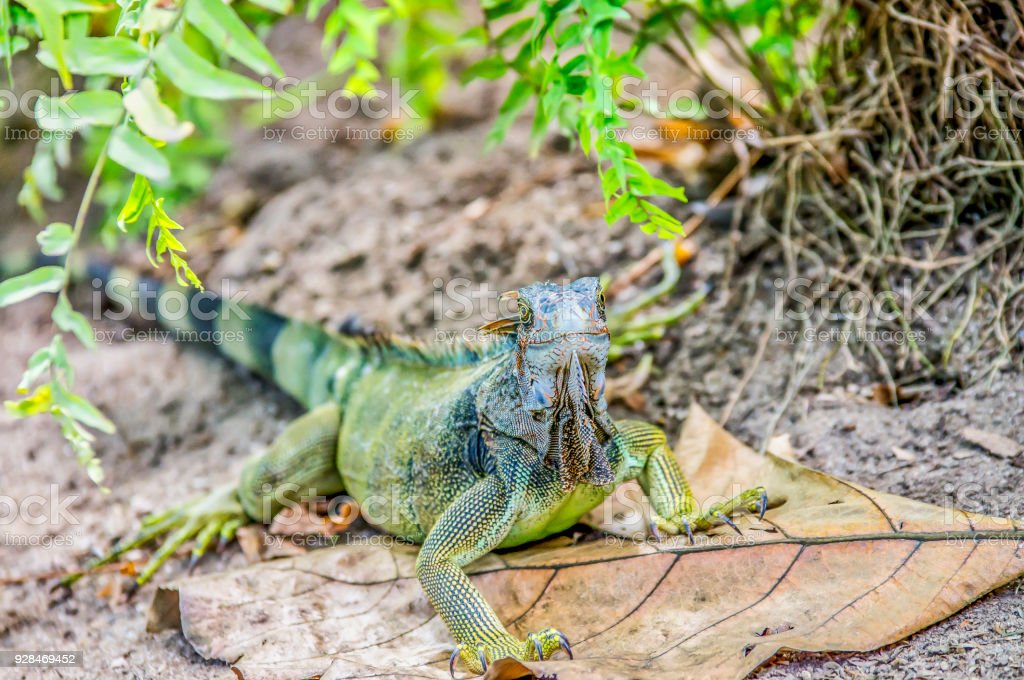 Detail Gambar Iguana Hijau Nomer 49