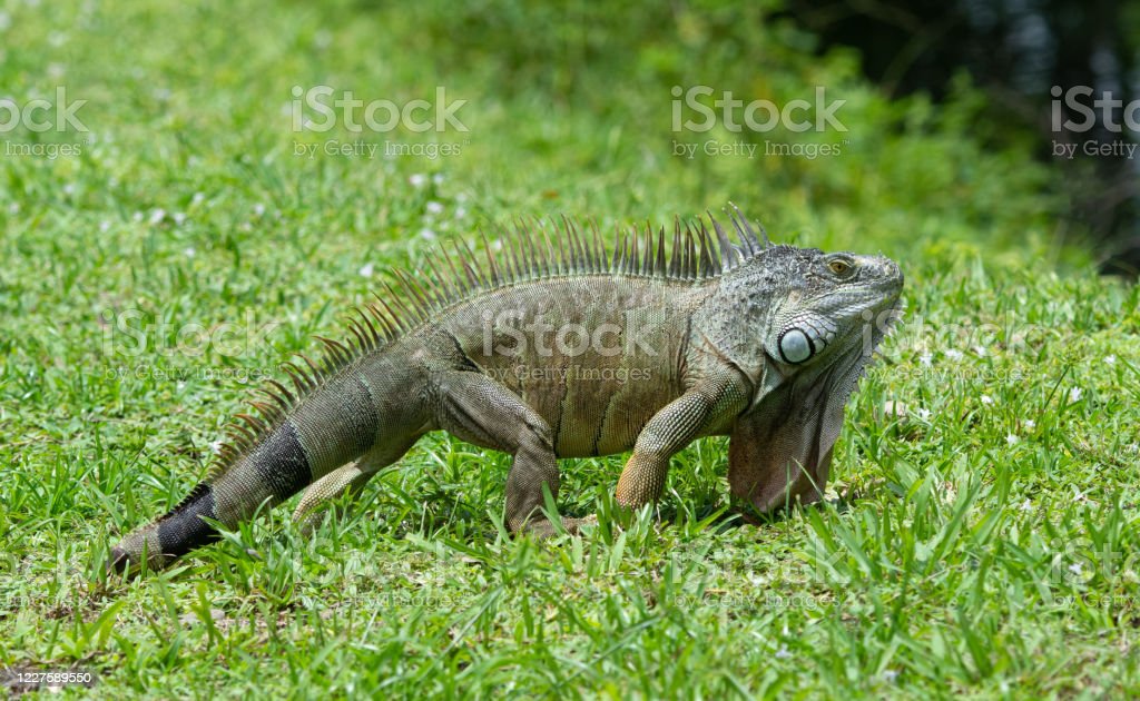 Detail Gambar Iguana Hijau Nomer 50