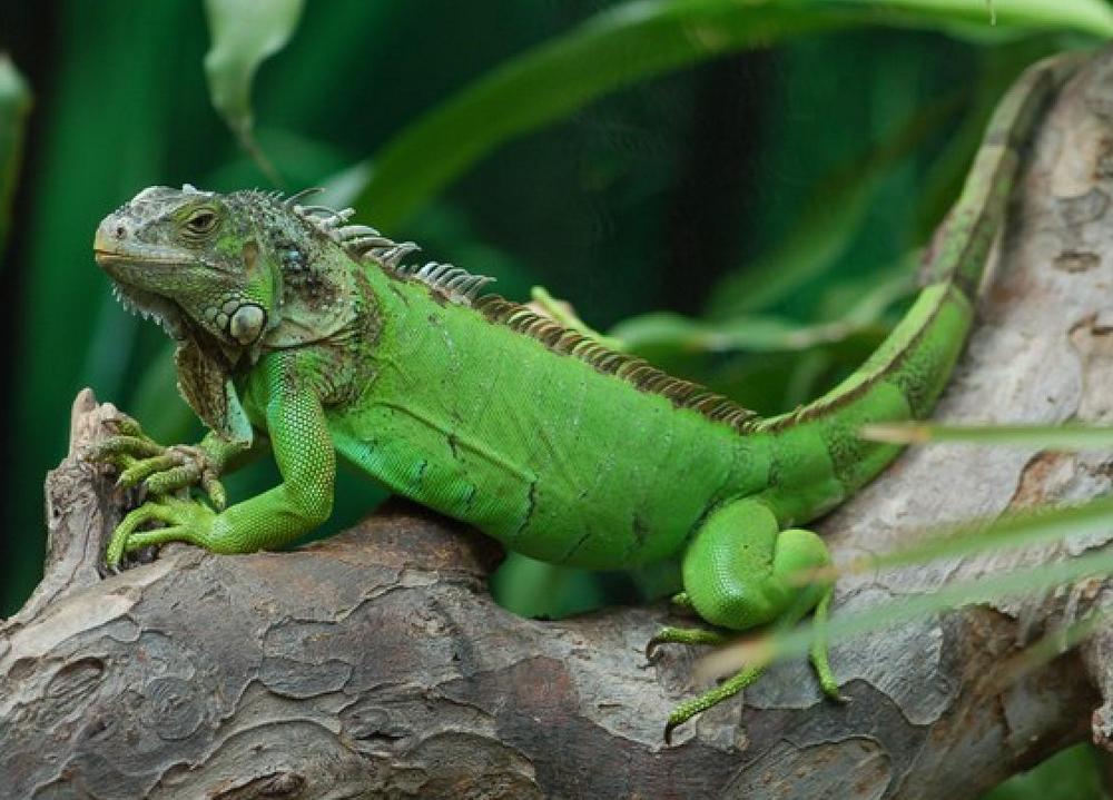 Detail Gambar Iguana Hijau Nomer 8