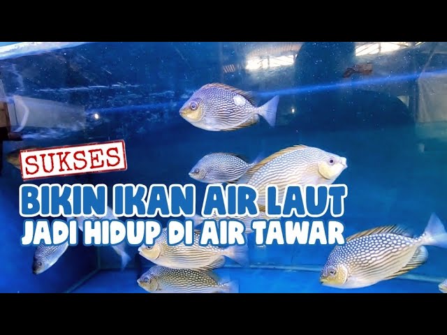 Detail Gambar Ikan Air Asin Nomer 22