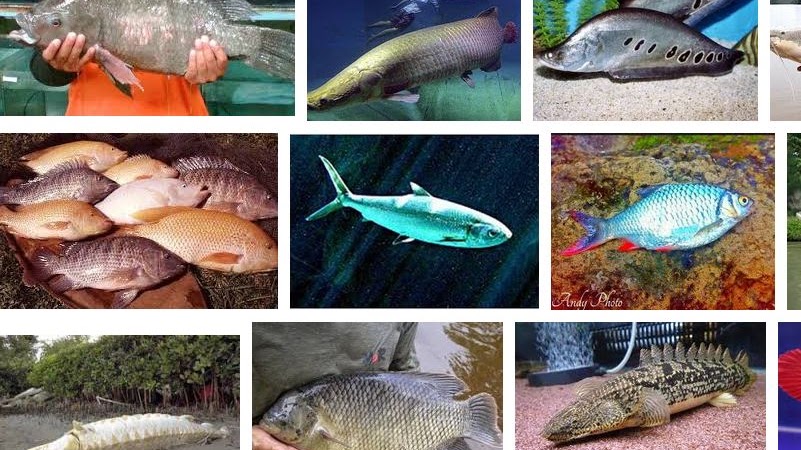 Detail Gambar Ikan Air Tawar Terbesar Nomer 12