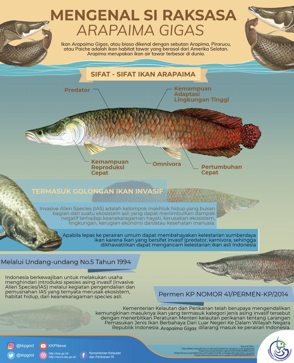 Detail Gambar Ikan Air Tawar Terbesar Nomer 14