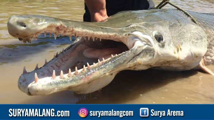 Detail Gambar Ikan Aligator Nomer 15