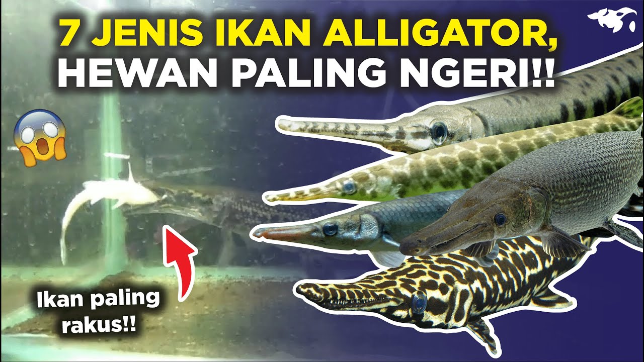 Detail Gambar Ikan Aligator Nomer 35