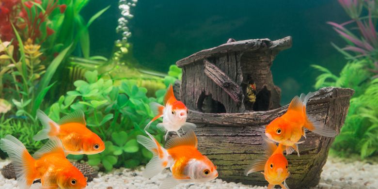 Gambar Ikan Aquarium - KibrisPDR