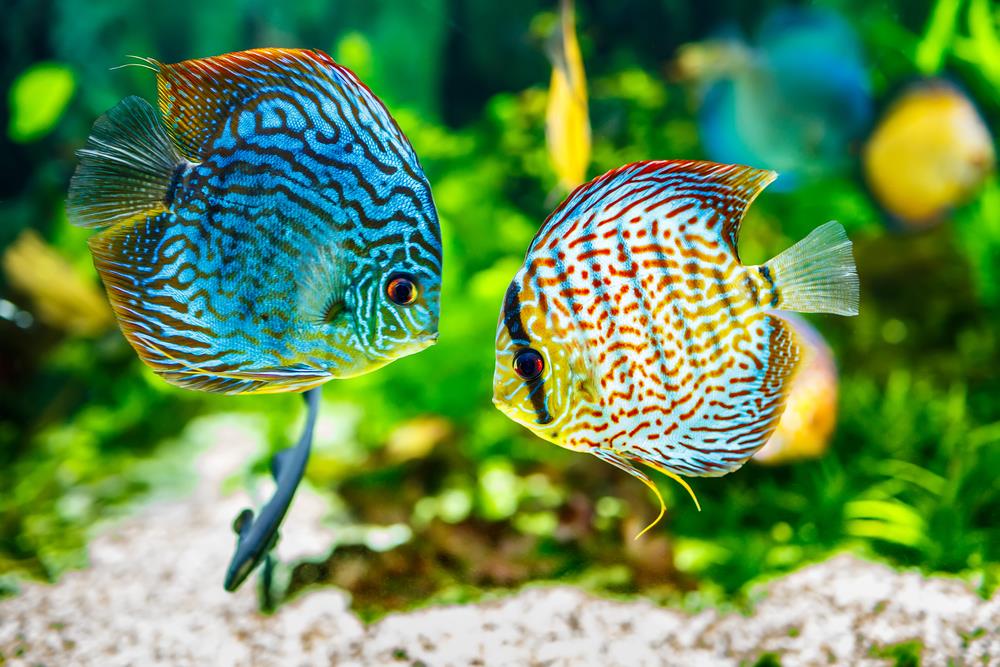 Download Gambar Ikan Aquarium Nomer 9