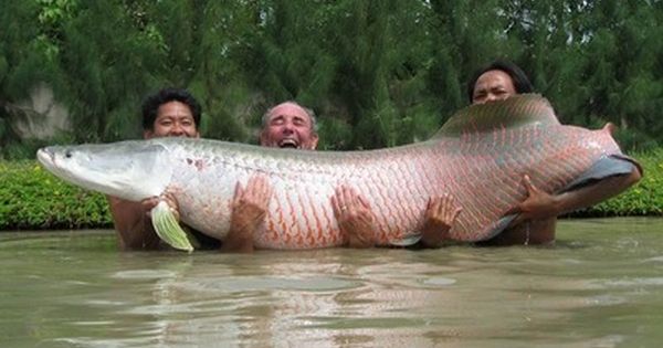 Detail Gambar Ikan Arapaima Nomer 11