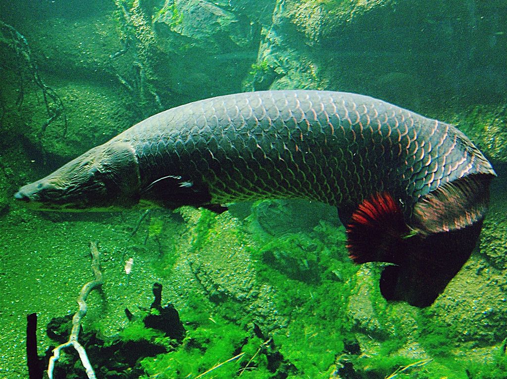 Detail Gambar Ikan Arapaima Nomer 12