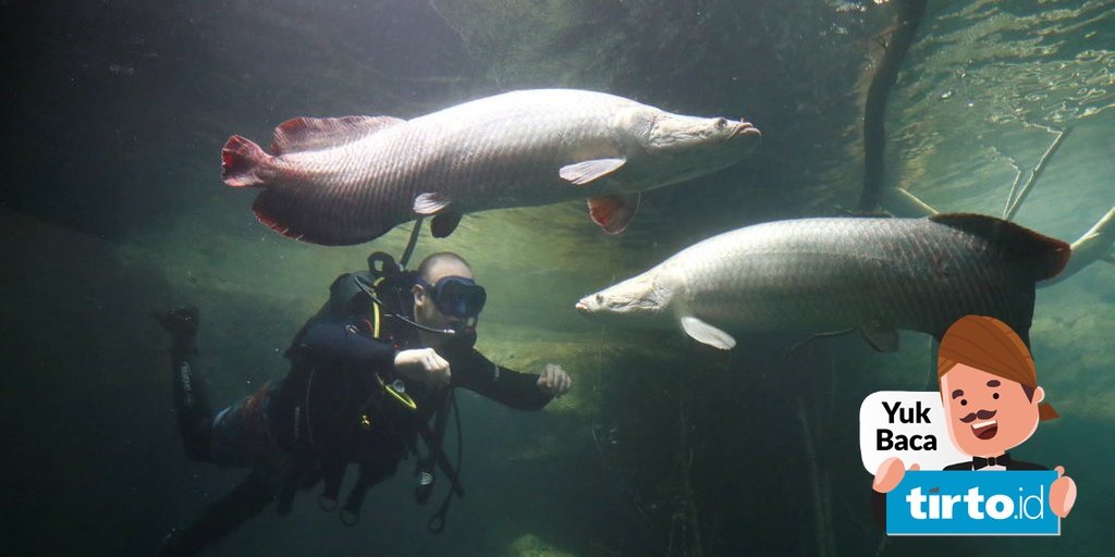 Detail Gambar Ikan Arapaima Nomer 24