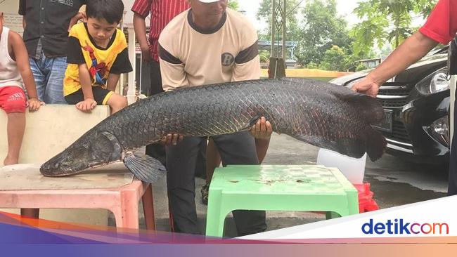 Detail Gambar Ikan Arapaima Nomer 27