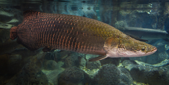 Detail Gambar Ikan Arapaima Nomer 35