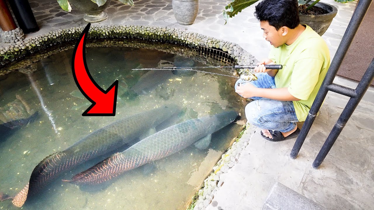 Detail Gambar Ikan Arapaima Nomer 5