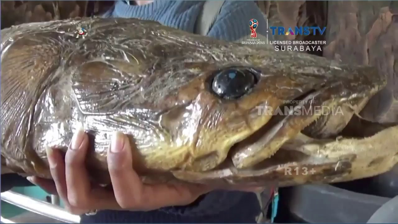 Detail Gambar Ikan Arapaima Nomer 43