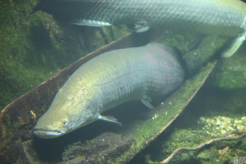 Detail Gambar Ikan Arapaima Nomer 48