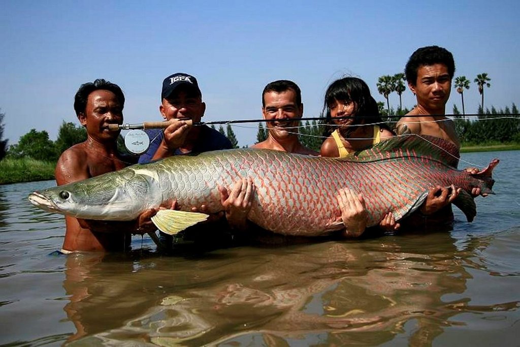 Detail Gambar Ikan Arapaima Nomer 9