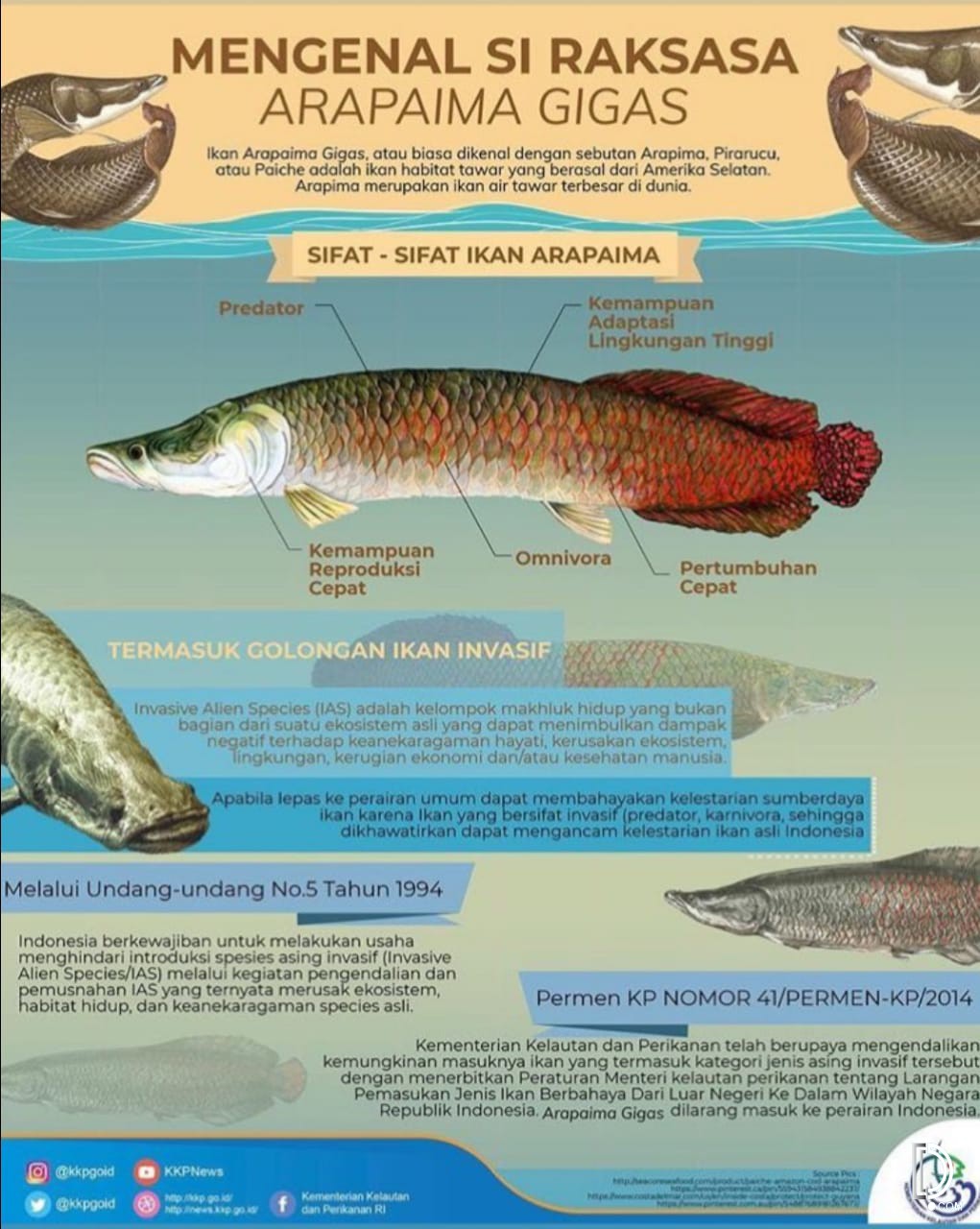 Detail Gambar Ikan Arapaima Nomer 10
