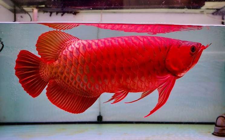 Detail Gambar Ikan Arwana Nomer 4