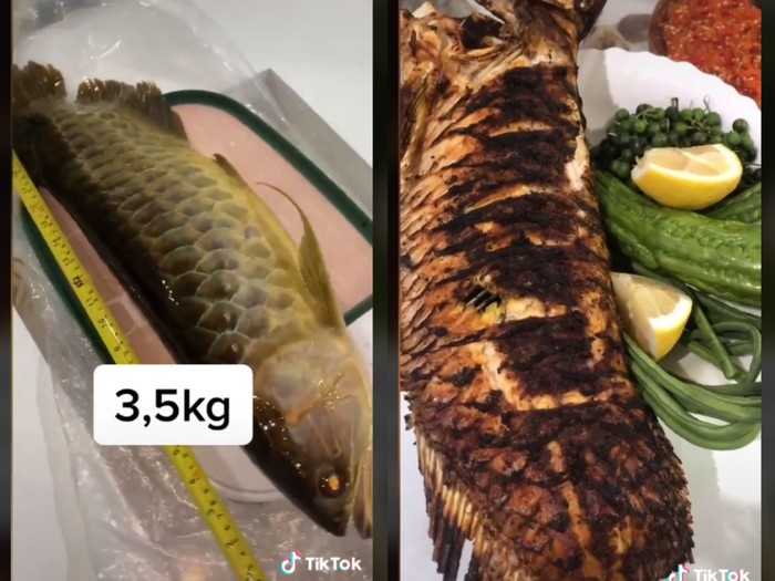 Detail Gambar Ikan Arwana Nomer 33