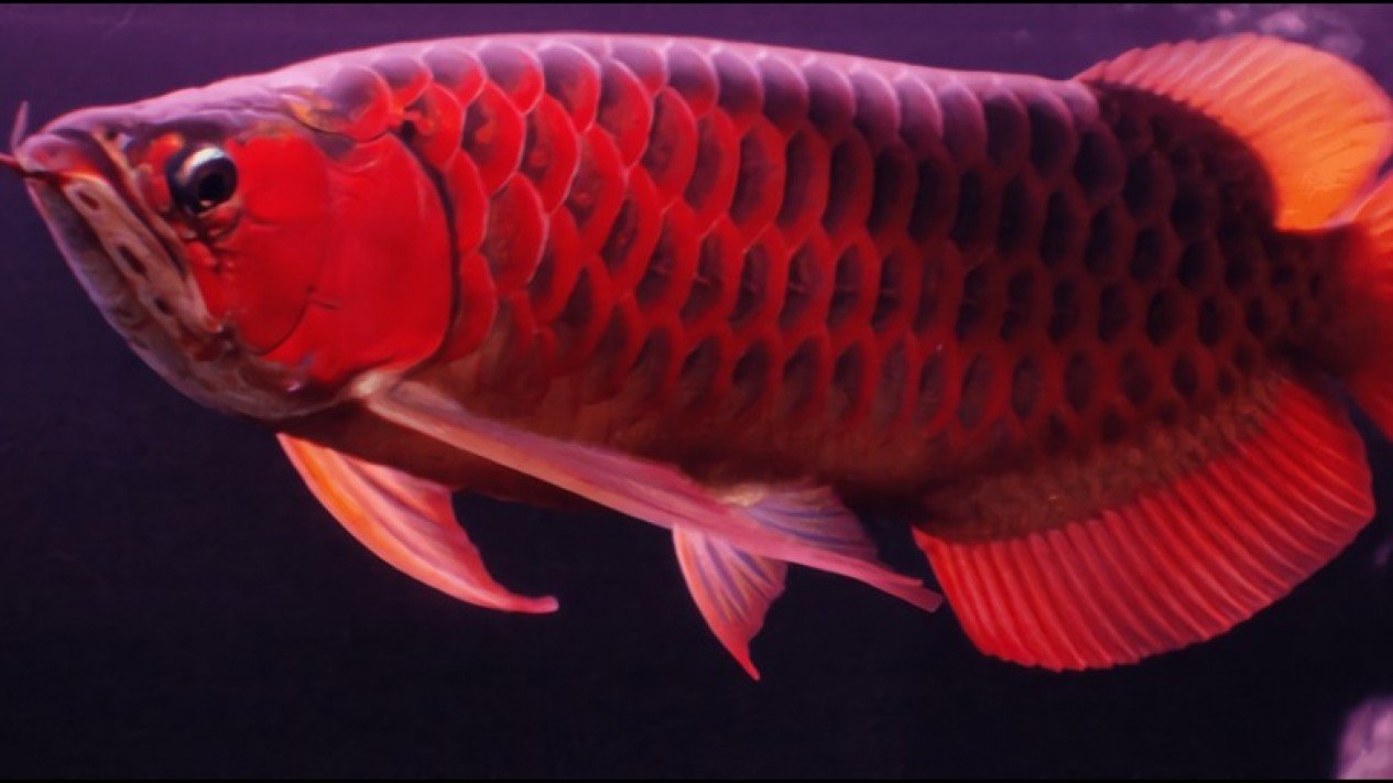Detail Gambar Ikan Arwana Nomer 37