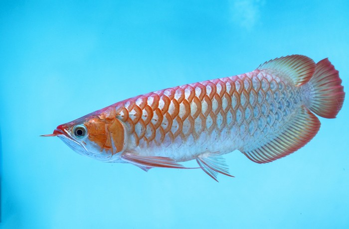 Detail Gambar Ikan Arwana Nomer 6