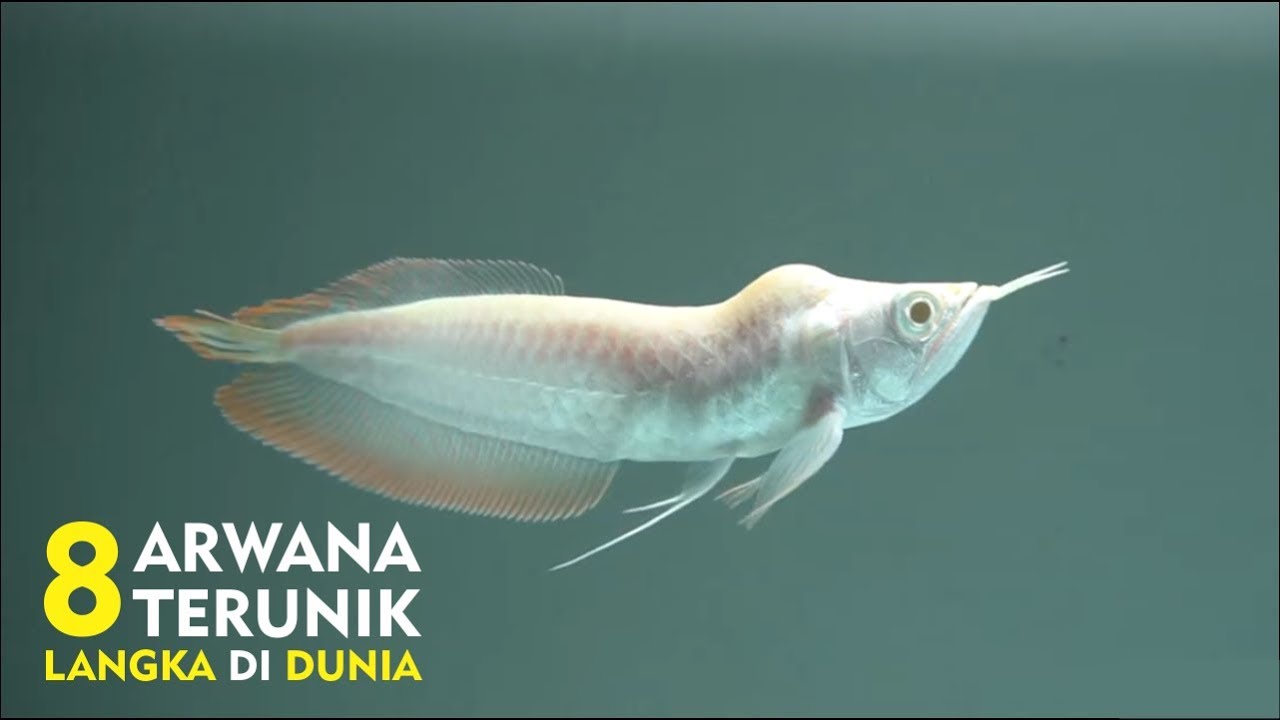 Detail Gambar Ikan Arwana Nomer 56