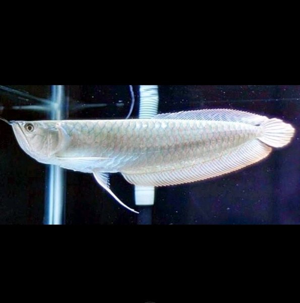 Gambar Ikan Arwana Silver - KibrisPDR