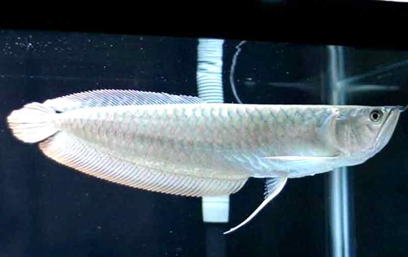 Detail Gambar Ikan Arwana Silver Nomer 2