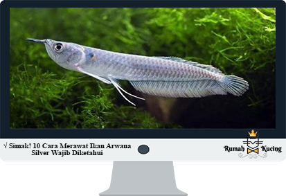 Detail Gambar Ikan Arwana Silver Nomer 16