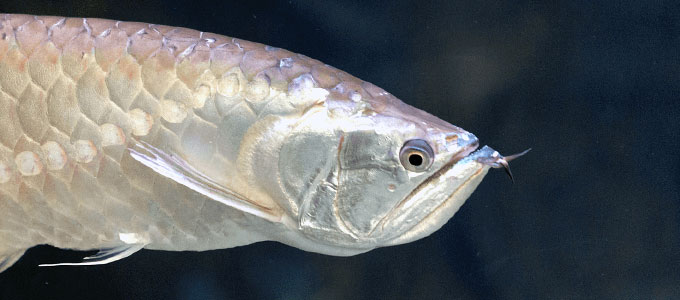 Detail Gambar Ikan Arwana Silver Nomer 28