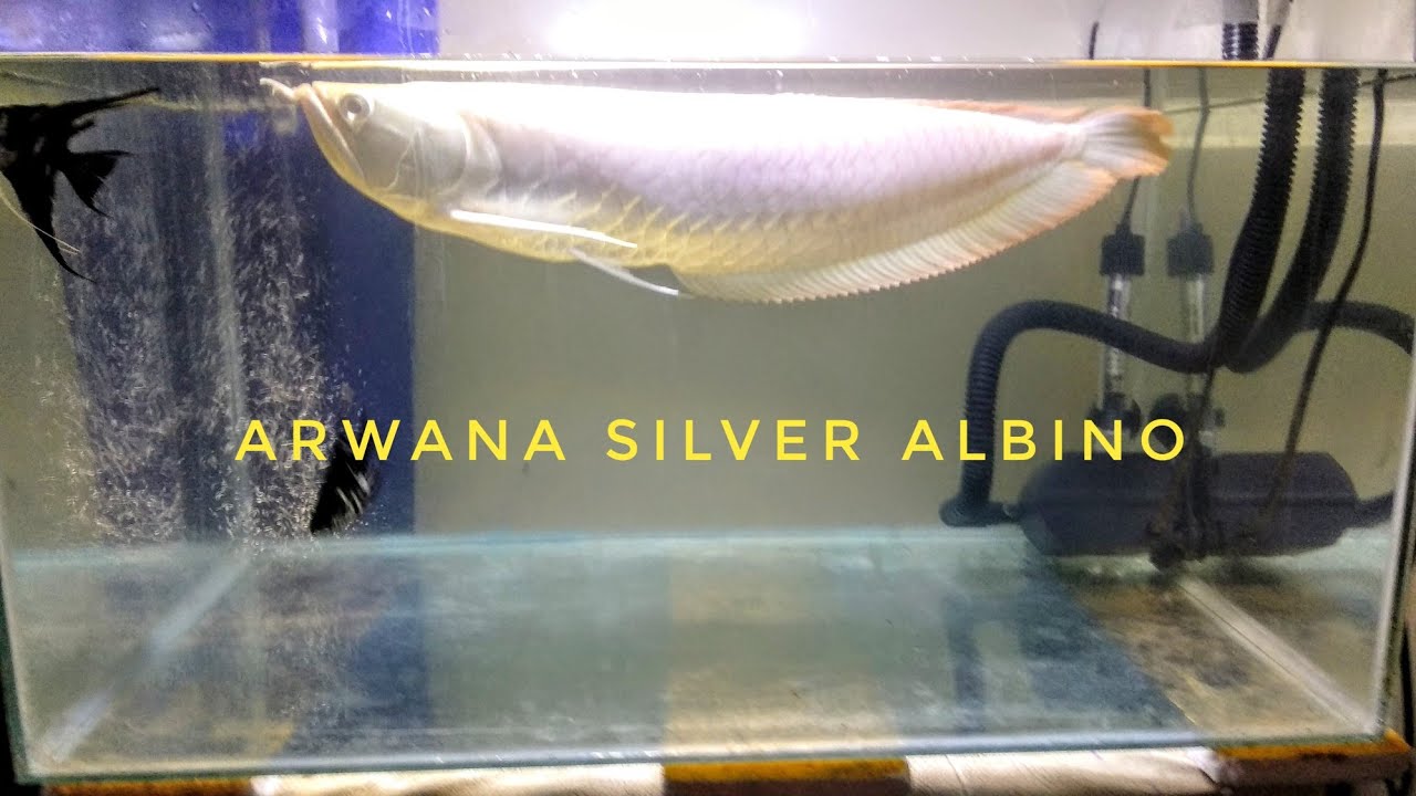 Detail Gambar Ikan Arwana Silver Nomer 30